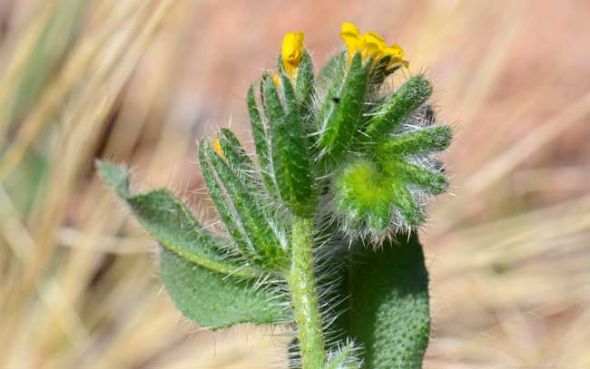 Amsinckia menziesii var. intermedia, Common Fiddleneck, Southwest Desert Flora